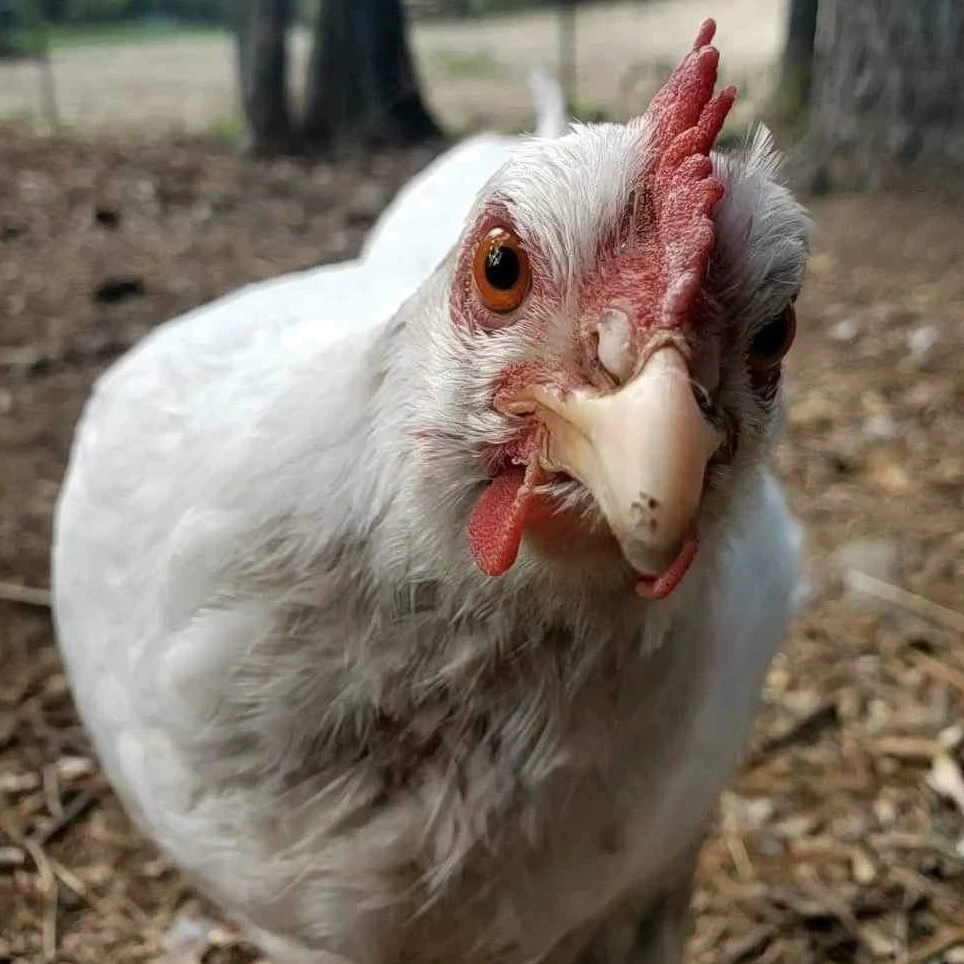 Snoop the chicken inspecting the camera.